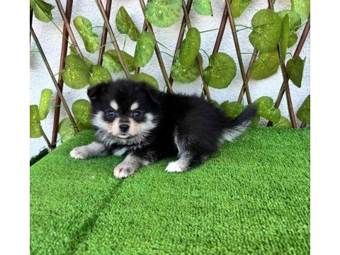 Spitz pomeranian