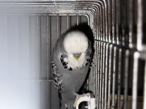 Şov jumbo muhabbet kuşu