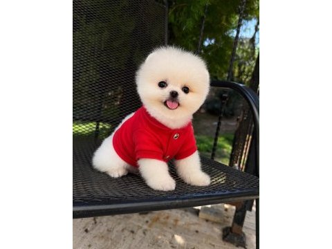 Irk ve sağlık garantili pomeranian boo bebekler
