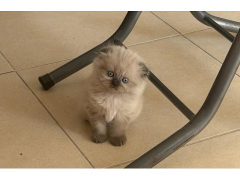 Irk ve sağlık garantili yavru kedilerimiz