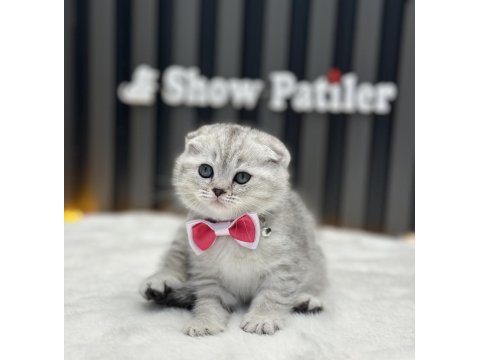 Sıfır kulak ayı surat scottish fold