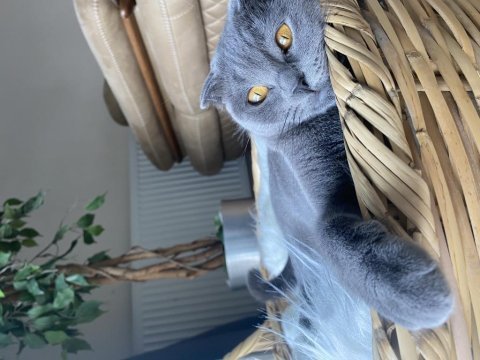 Scottish fold kedimiz sheba için yuva arıyoruz