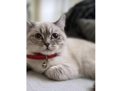 British longhair ciddi alıcılar ulaşsın