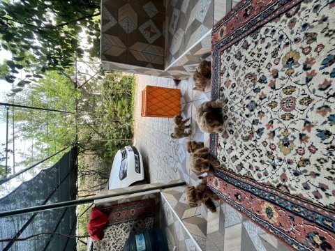 Toy poodle ve maltipoo bebekler