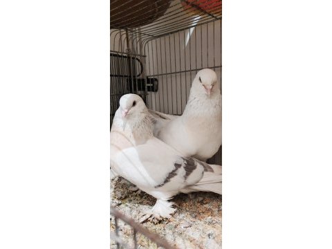 Kurenk takım üst düzey güvercin