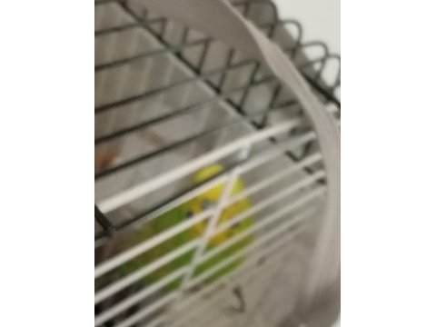 Muhabbet kuşlar renkler mevcut