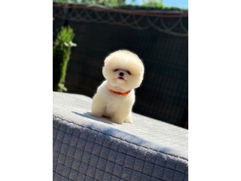 Sevgi dolu pomeranian