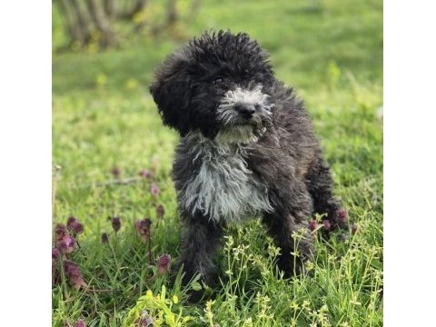Silver ausie doodle yavrumuz
