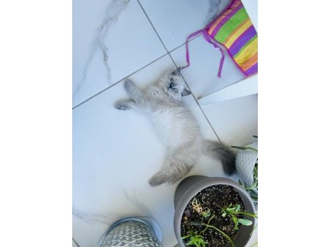 British longhair kedimiz