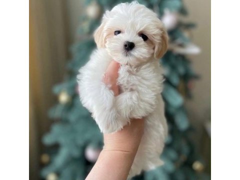 Maltipoo bebeklerimiz
