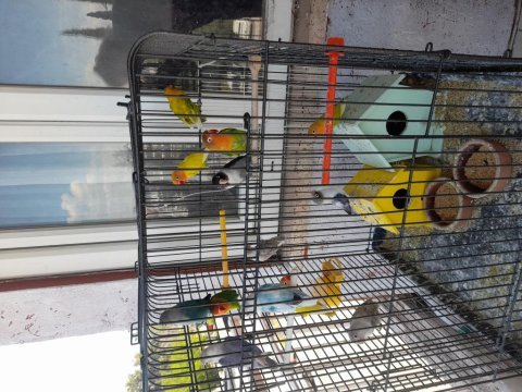 Elimde 13 tane cennet papağanı var