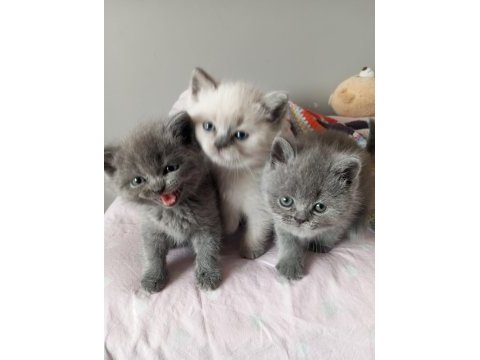 British shorthair kedimiz
