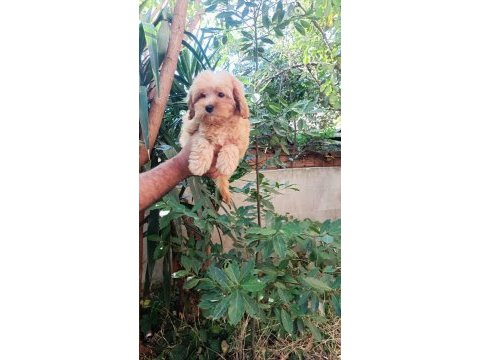 Poodle kalite maltipoo yavrular