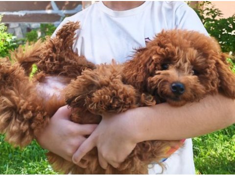5 aylık dişi toy poodle