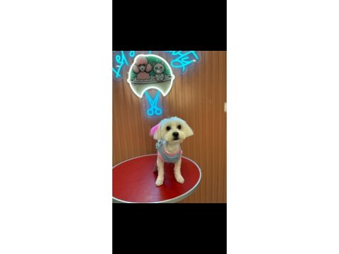 Maltese orijinal terrier 1 yaş