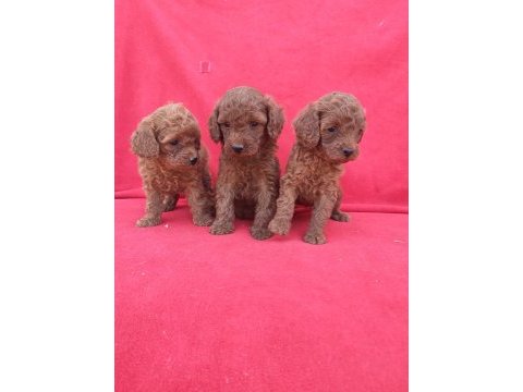 Kaliteli poodle yavrularimiz