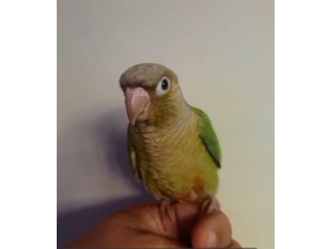 El besleme konur papağanı