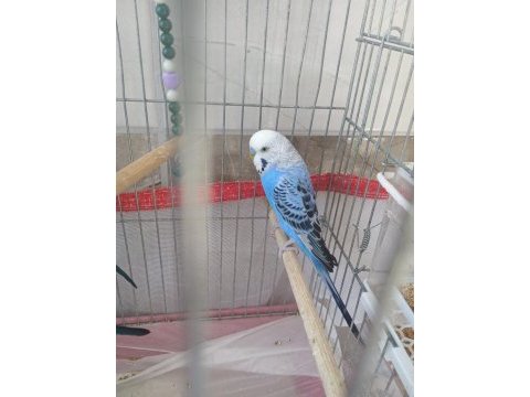 1 yaşında erkek muhabbet kuşu çok iyi kur yapıyor