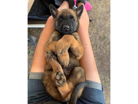 Belçika kurdu (malinois)