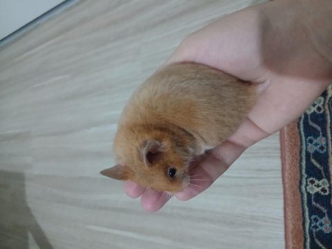 Hepsi ücretsiz farklı renk hamsterlar uzun tüylü de var