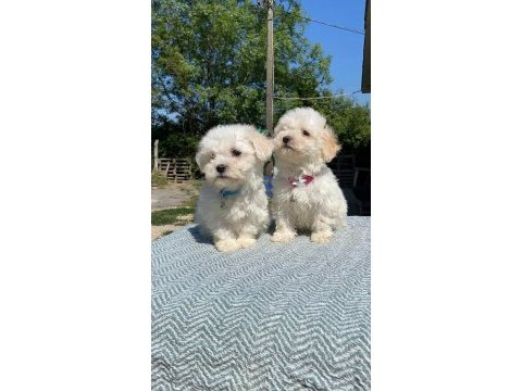 Kar tanesi maltipoo köpekler