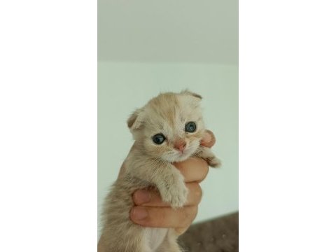 Hepsi birbirinden güzel scottish fold yavrular