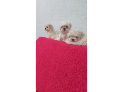 Petmode köpek çiftliğinden kore kan maltese