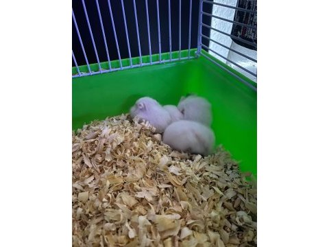 Yavru hamsterlar