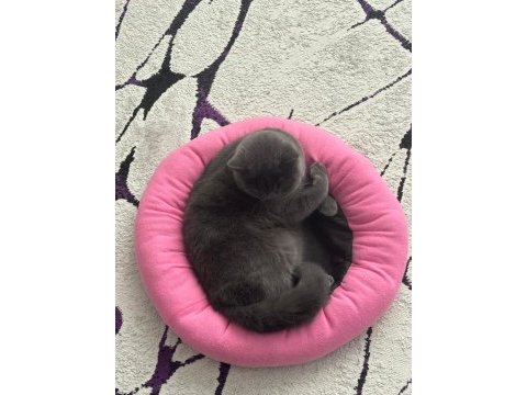 Çok akıllı elit sevecen asil bir kedidir
