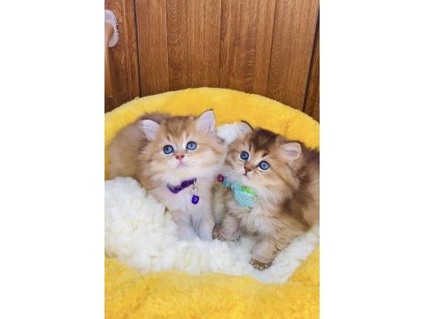 Üst düzey golden ny12 brıtısh longhair 