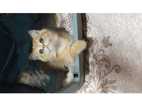 British shorthair (british golden) yavrular