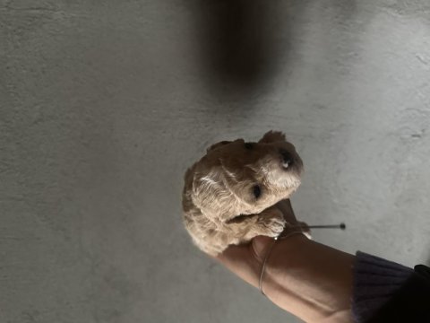 Poodle yeni ailesini arıyor