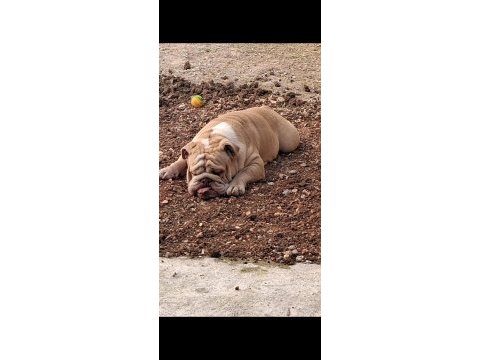 Premium egzotik ingiliz bulldog özel dost