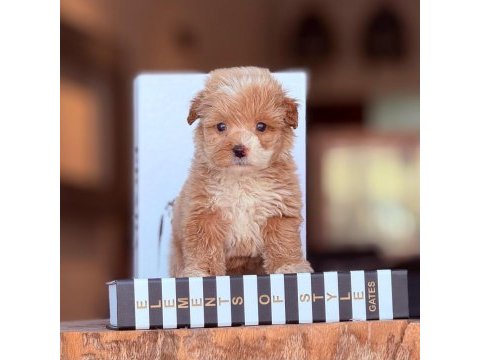 Üst kalite 0 numara maltipoo yavrularımız
