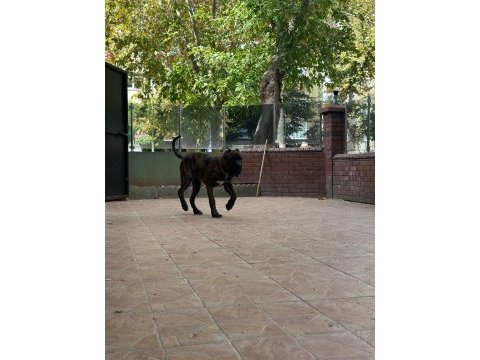 Yaşını doldurmamış erkek cane corso