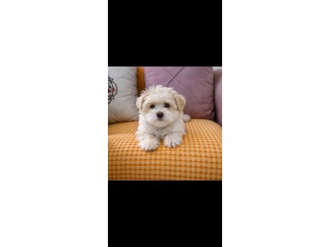 Maltese terrier erkek