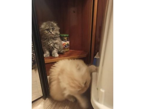 Son iki adet yavrum scottish fold