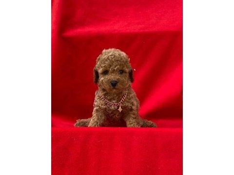 Üst kaliteli toy poodle yavrular