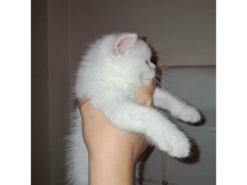 Beyaz british shorthair