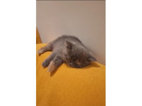3 aylık aşıları yapıldı scottish fold