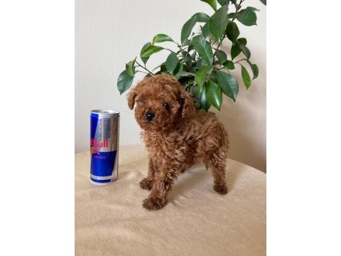 Aileden ufak boyutlu toy poodle uyguna