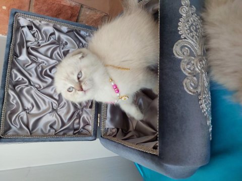 Scottish fold prensesim 2 aylik
