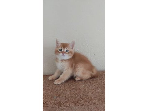 British shorthair choholate golden erkek yavrumuz