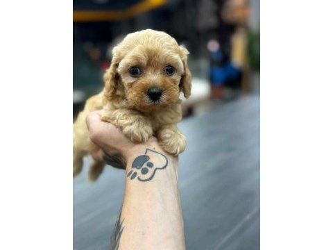 Boncuk gözlü orjinal maltipoo yavrularımız