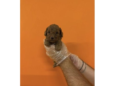 A kalite safkan toy poodle yavrularımız