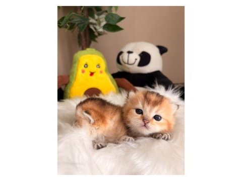 Golden british shorthair bebekler
