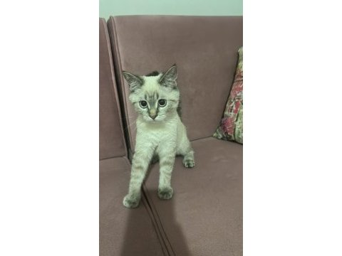 British blue point 3 buçuk aylık acil