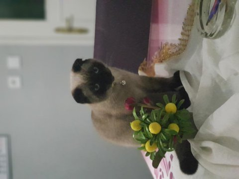 Akıllı scottish fold kızımıza yeni yuva