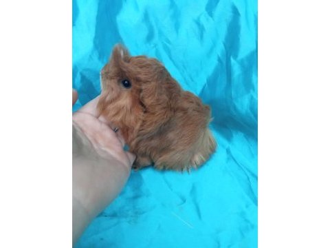 Safkan ginepig ırklarımızı görmeden karar vermeyin
