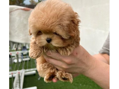 Kurabiye tatlısı toy poodle bebeklerim